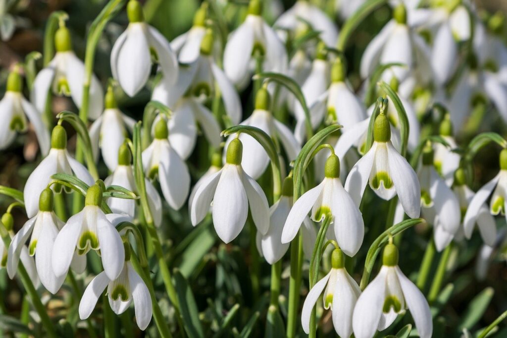 snowdrops, flowers, spring