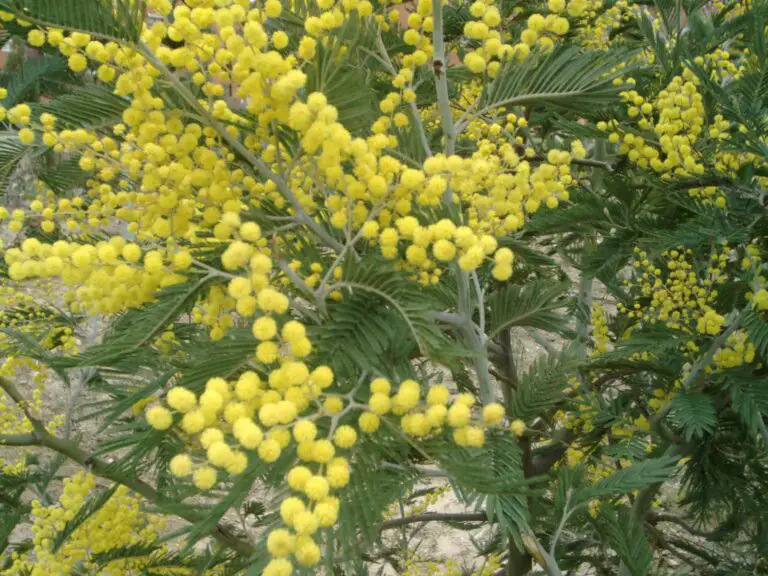 Unveiling Acacia (Acacia spp.): Pristine Xerophytes Bringing Elegance to Your Garden Landscape