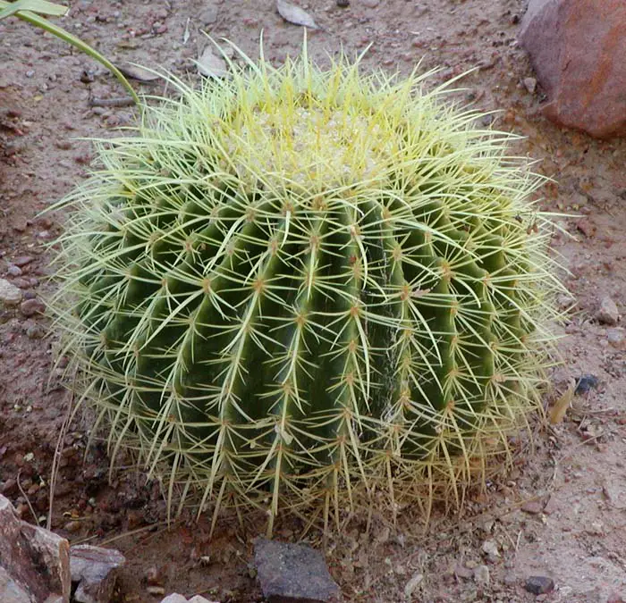 Barrel Cactus (Ferocactus spp.): Hardy Beauties Bringing Southwest Charm to Your Garden Sanctuary