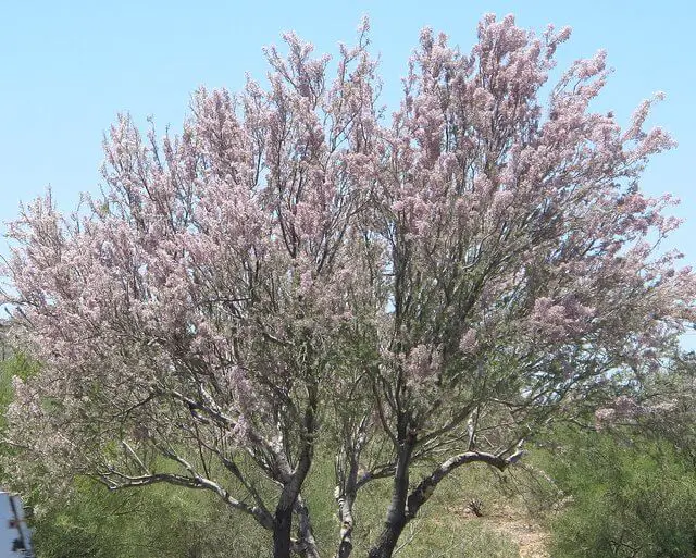 Crafting Oasis: Desert Ironwood (Olneya tesota) – A Must-Have for Discerning Garden Enthusiasts