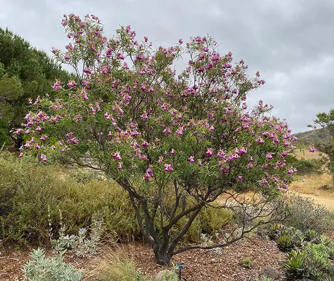 Graceful Oasis: Harnessing the Beauty of Desert Willow (Chilopsis linearis) as a Xerophytic Treasure in Your Garden