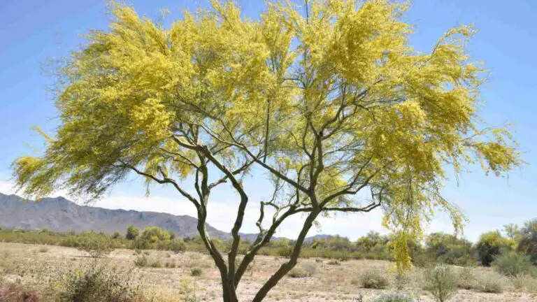 Thriving in Arid Beauty: Exploring Palo Verde Trees for Your Garden