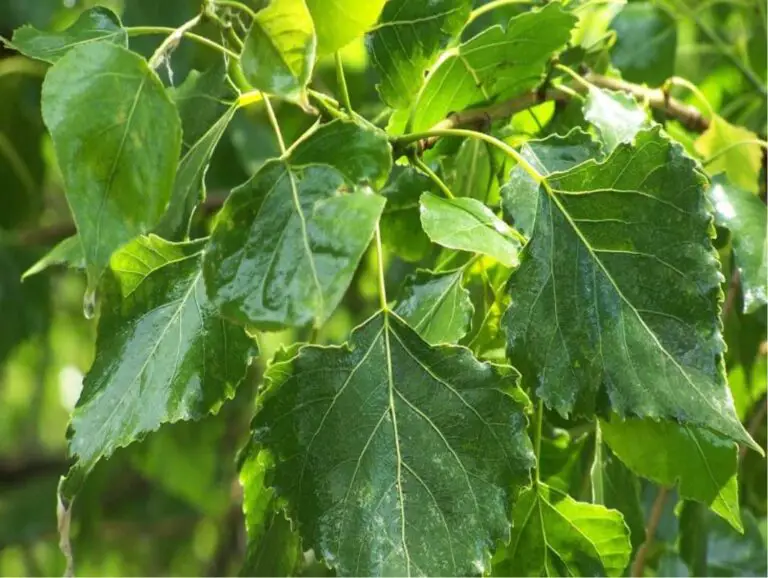 Whispers of the Cottonwoods: Embracing the Grace and Resilience of Populus spp. in Garden Environments
