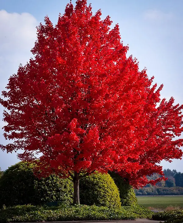 Crimson Canopy: Exploring the Beauty and Benefits of Red Maple (Acer rubrum) for Gardening Enthusiasts