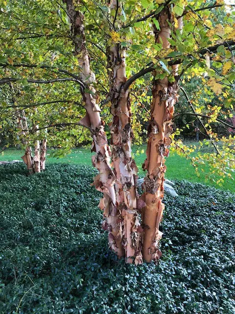Graceful Guardians: Nurturing the Tranquility of River Birch (Betula nigra) in Gardening Environments