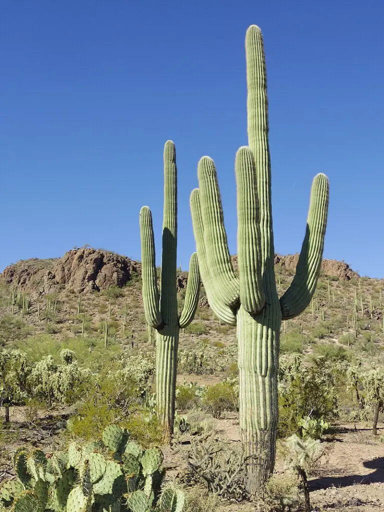 Sculpting the Desert Landscape: Saguaro Cactus (Carnegiea gigantea) – A Majestic Icon for Garden Enthusiasts