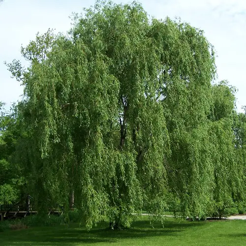 In the Shadows of Willows: Unveiling the Mystique of Salix spp. for Gardening Enthusiasts