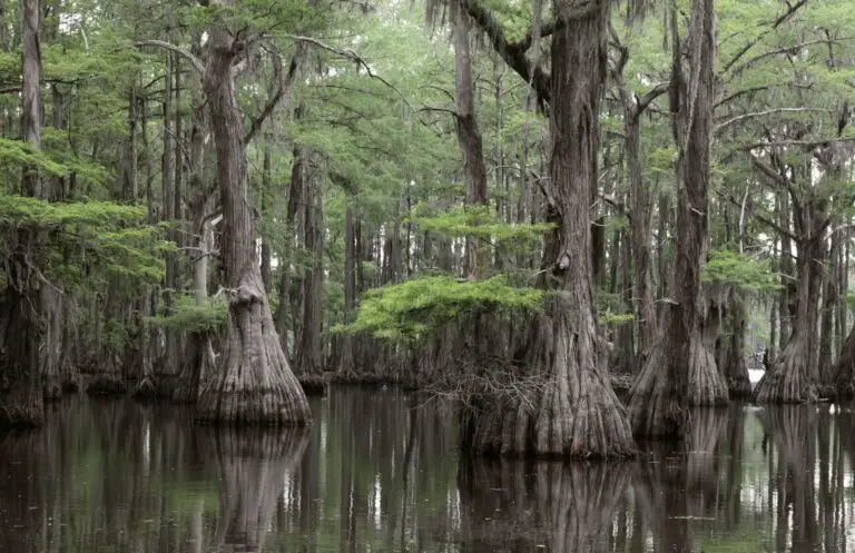 Marsh Majesty: Exploring the Enigmatic Charm of Swamp Cypress for Garden Aficionados
